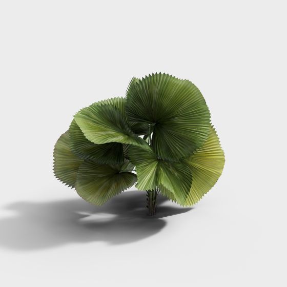 Low-Poly Fan Palm Tree 3D model