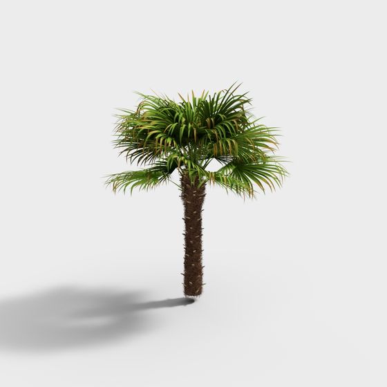 Palm Tree