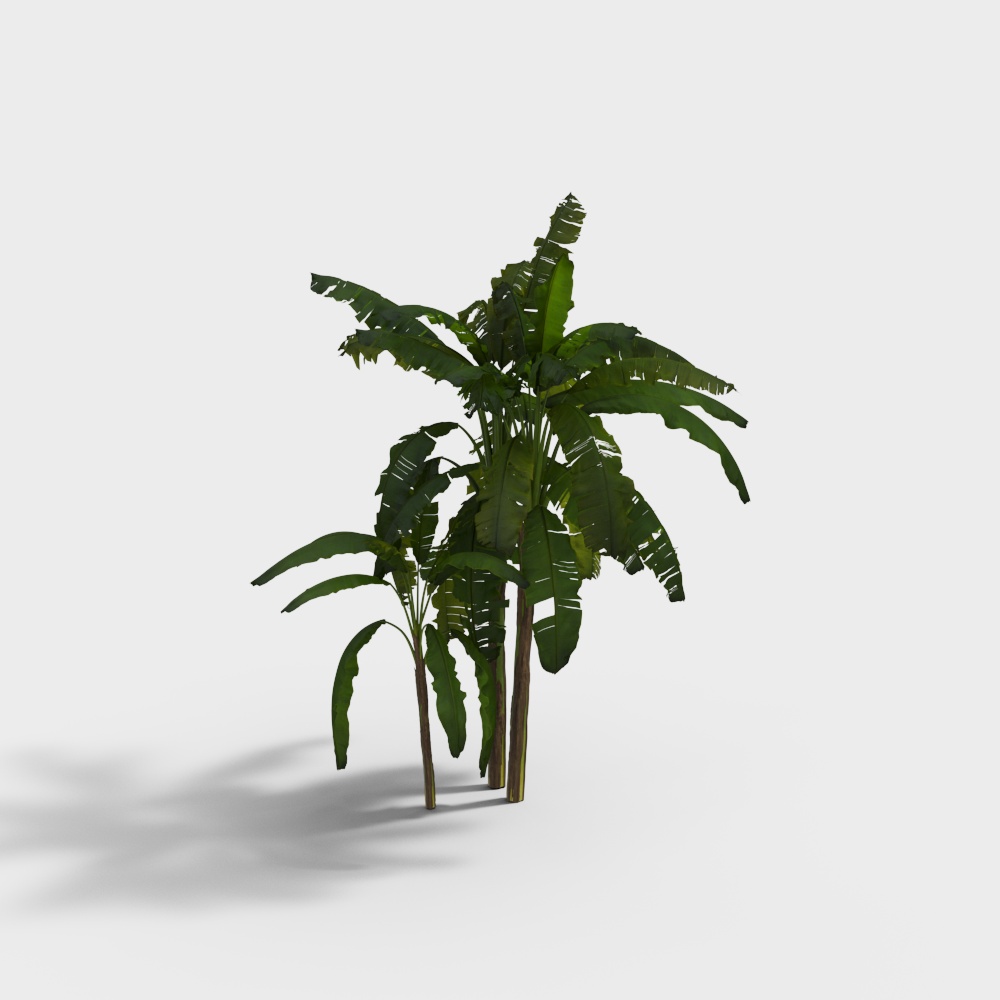 Árbol de plátano moderno