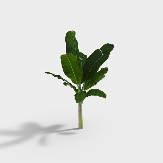 Realistic Banana Tree 3D model for Tropical Environments