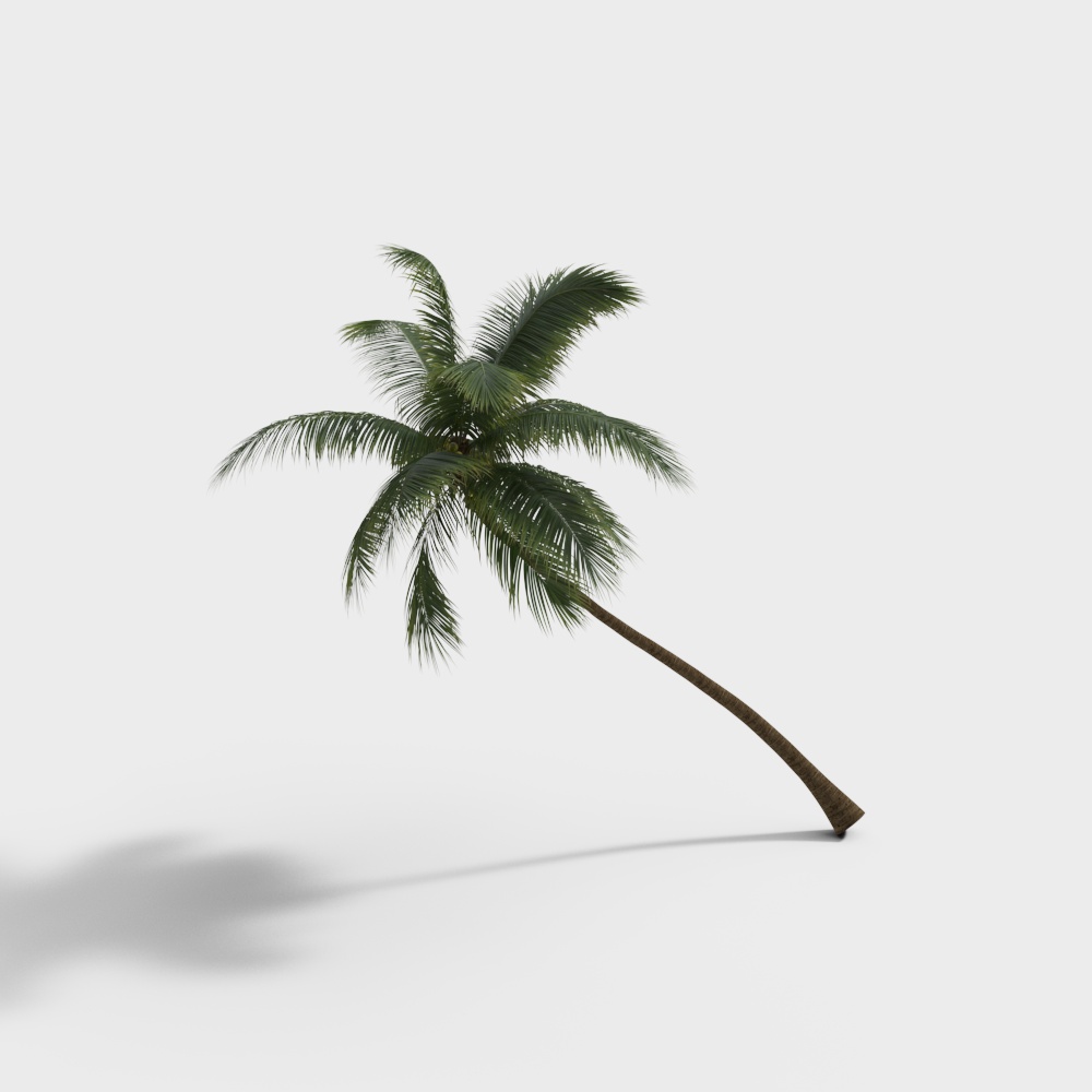 Realistic Coconut Tree 3D model
