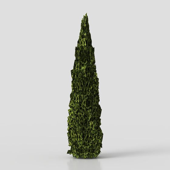 Thuja002