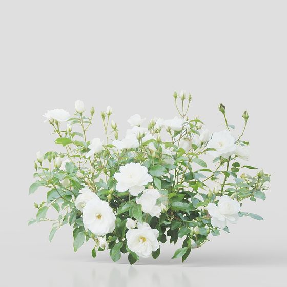 Dreamy Low-Poly White Rose Bush 3D model