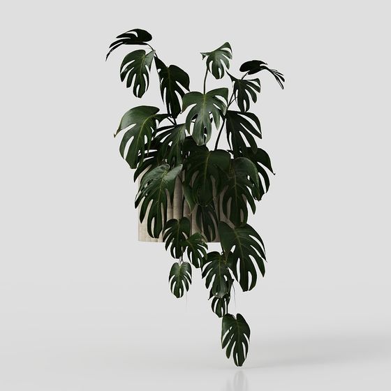 Realistic Monstera Deliciosa 3D Model for Creative Spaces