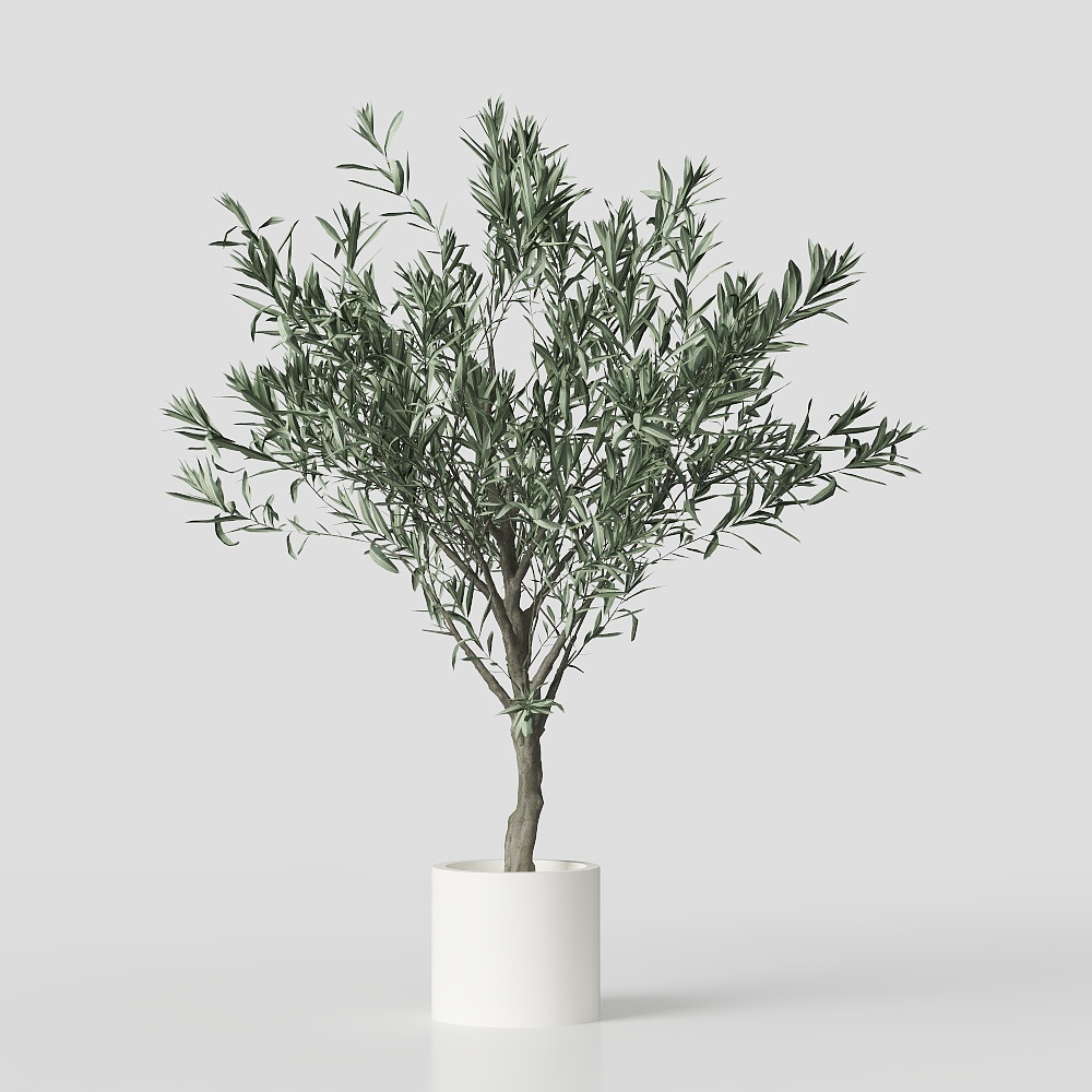 ต้นมะกอก