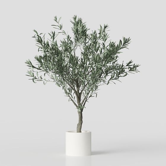 ต้นมะกอก