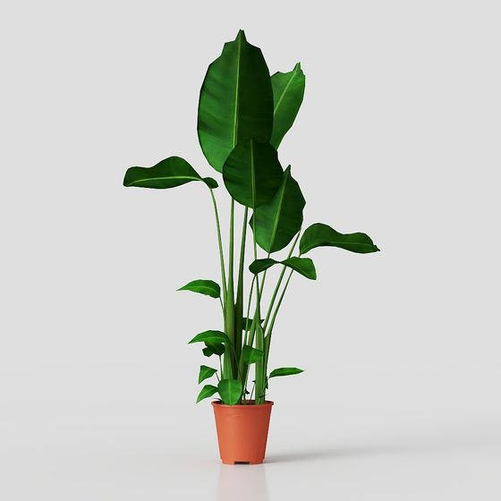 Tropical Plant 3D Model for Designers