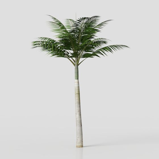 Realistic Coconut Tree 3D Model for Creative Projects