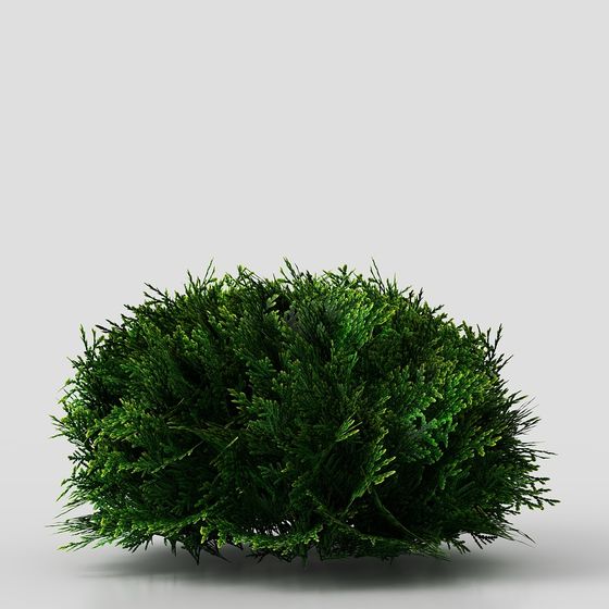 Lush Green Bush 3D model