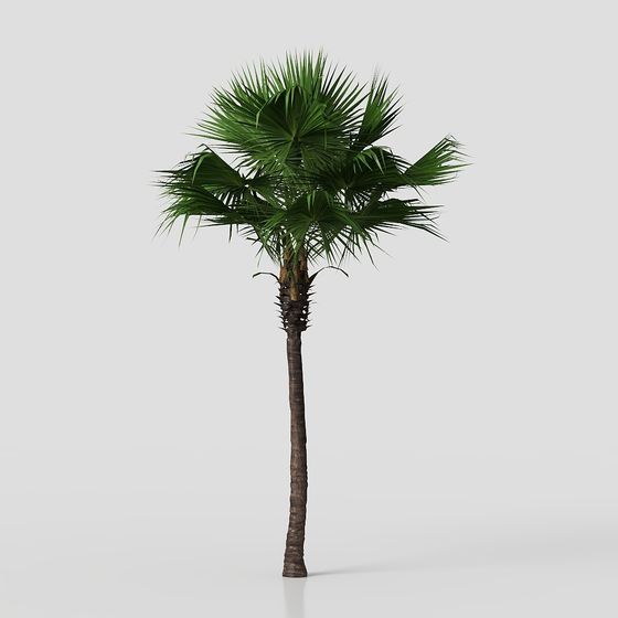 Tropical Palm Tree 3D model