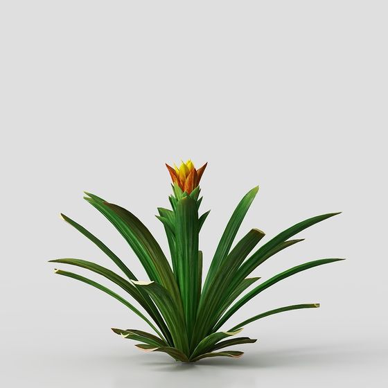 Garden Bromeliad 3D model