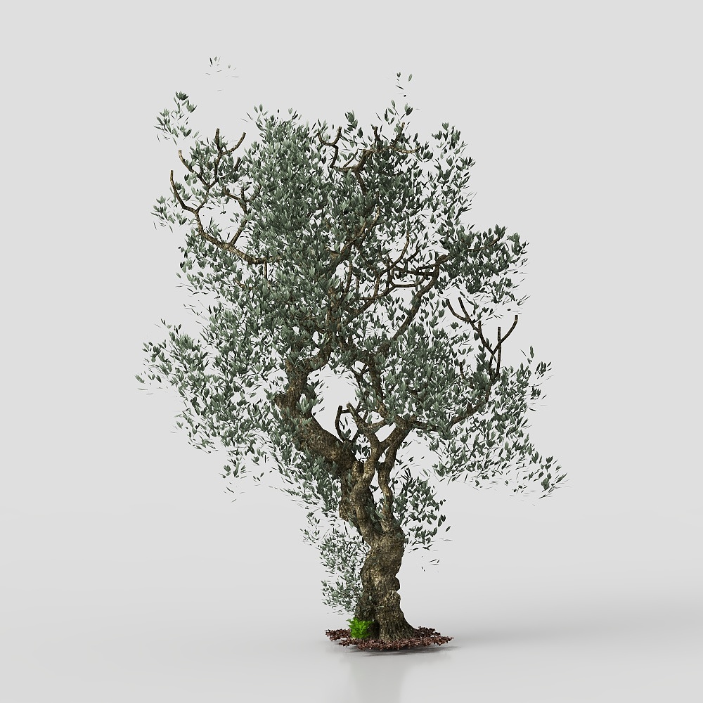 Olive Tree