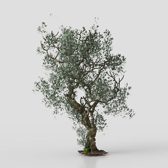 Natural Olive Tree 3D Model for Modern Designs