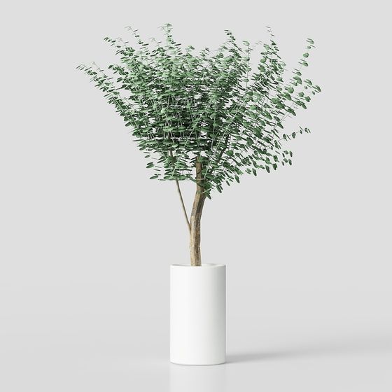 ต้นยูคาลิปตัส