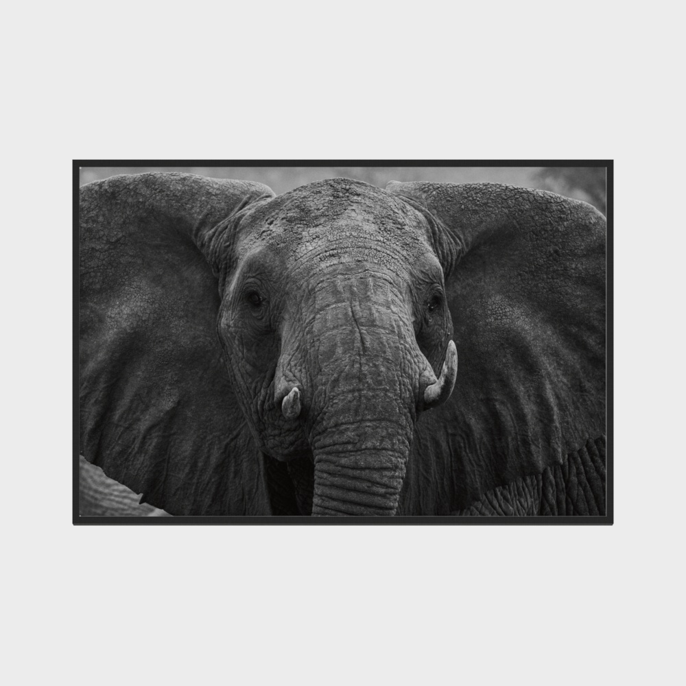 Black and white framed wall art of elephant head with textured skin and tusks on white background