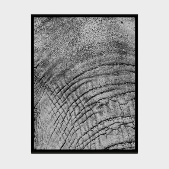Elephant Skin Texture 3D model