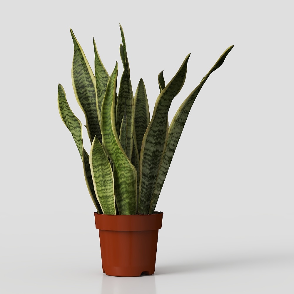 Ikea Sansevieria Trifasciata Plant, Snake Plant