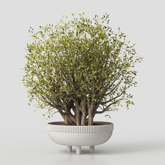 Realistic Indoor Olive Tree 3D model