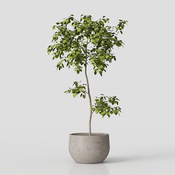 Indoor Plant 3D Model for Designers and Developers