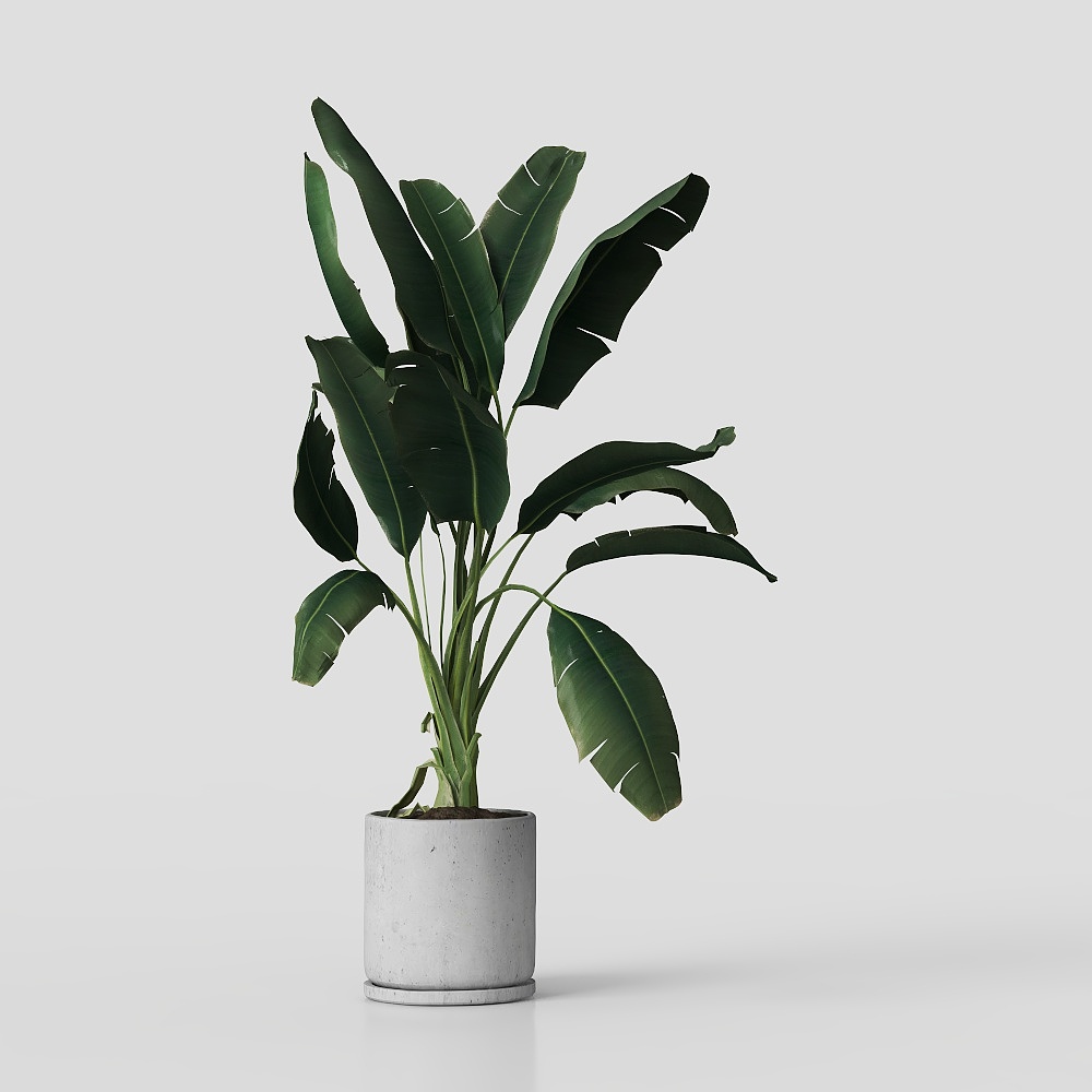 Green Plant