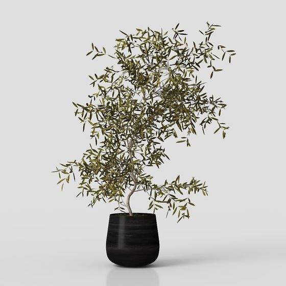 Charming Olive Tree Potted Plant 3D model