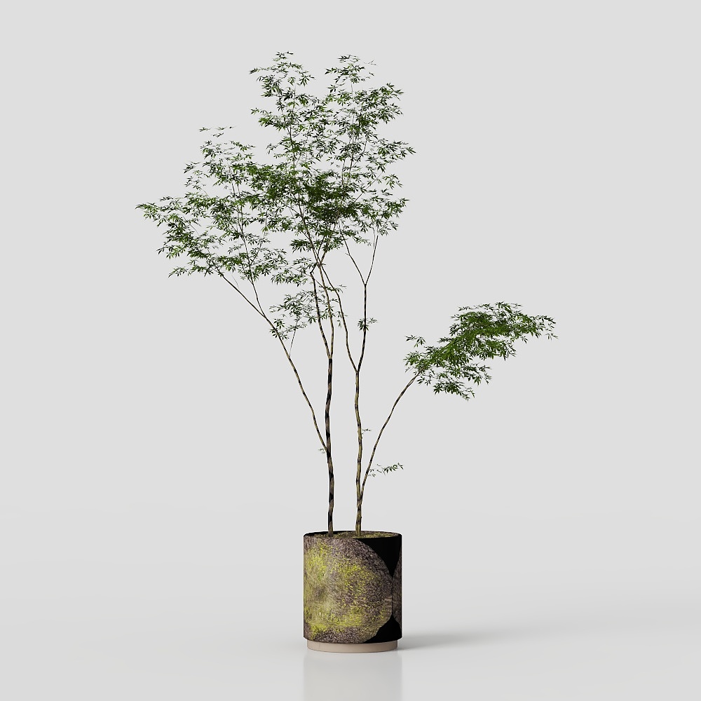 зеленые растения