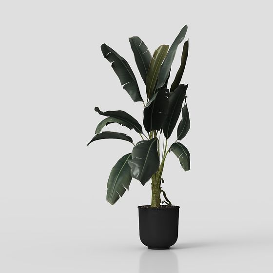 Tropical Plant 3D Model for Creative Projects