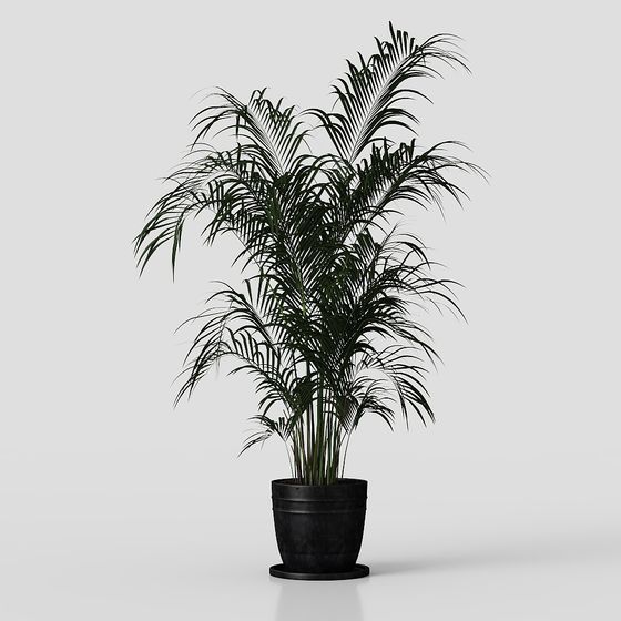 Tropical Indoor Plant 3D model