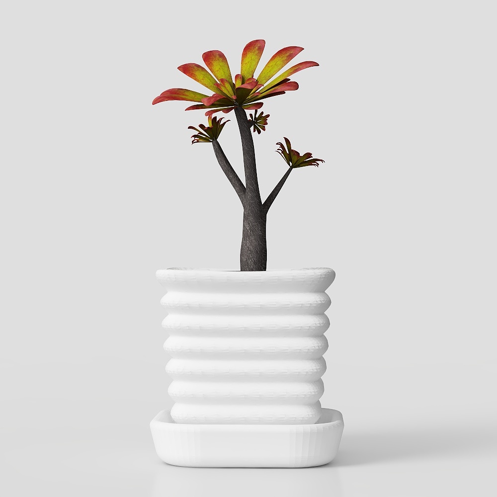 Succulent plant pot
