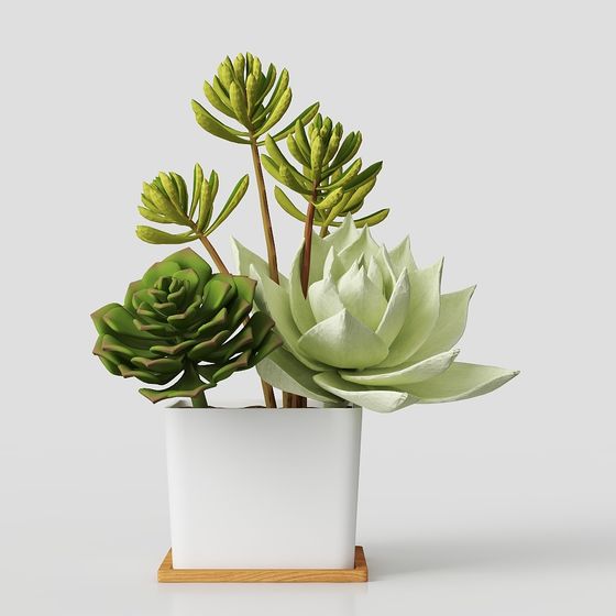 Desert Garden Low-Poly 3D Model for Designers