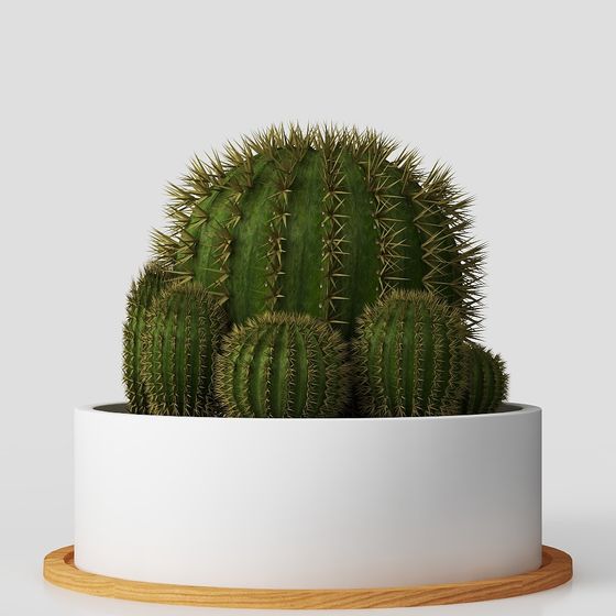 Realistic Cactus 3D model for Creative Projects