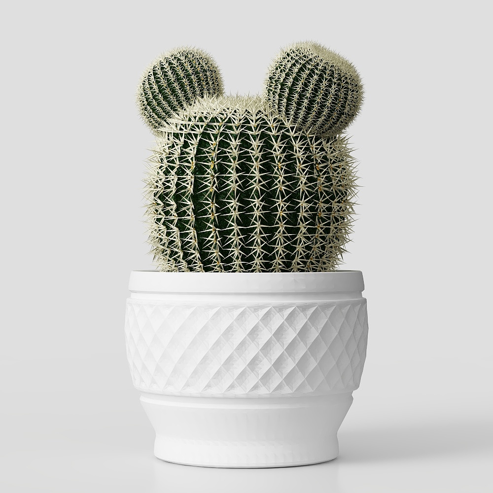 กระถางต้นsucculent