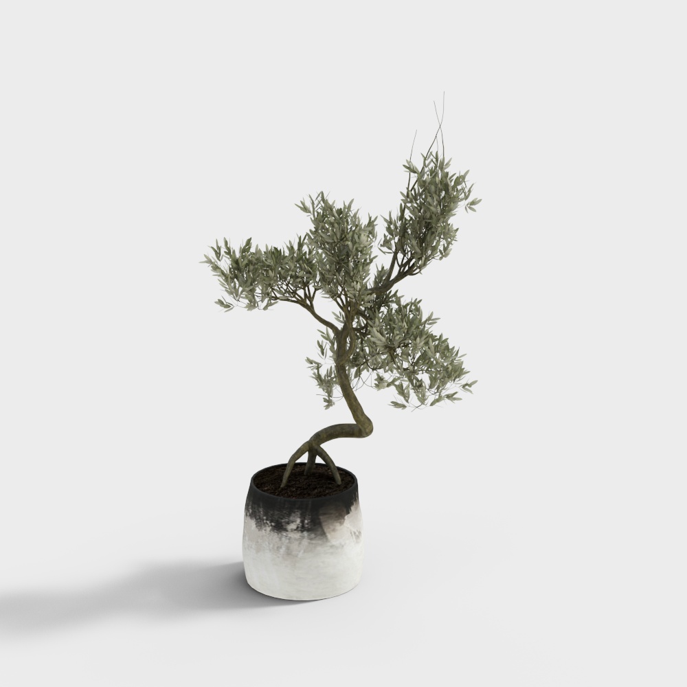 Charming Potted Olive Tree 3D model