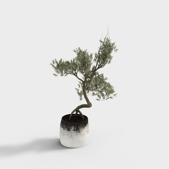 Charming Potted Olive Tree 3D model