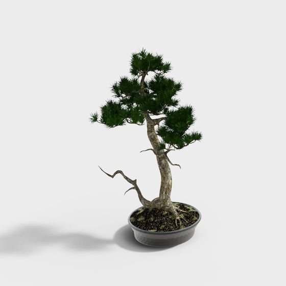 Bonsai Cinese