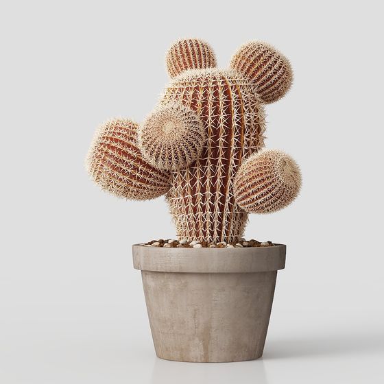 Plante en pot cactus
