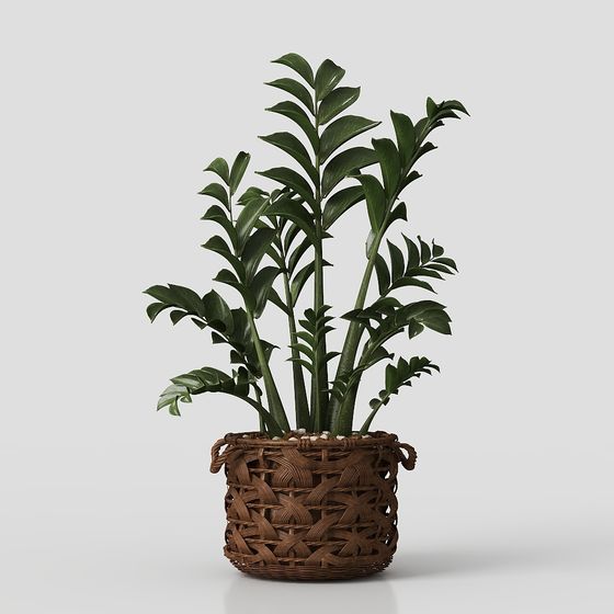 Plante en pot
