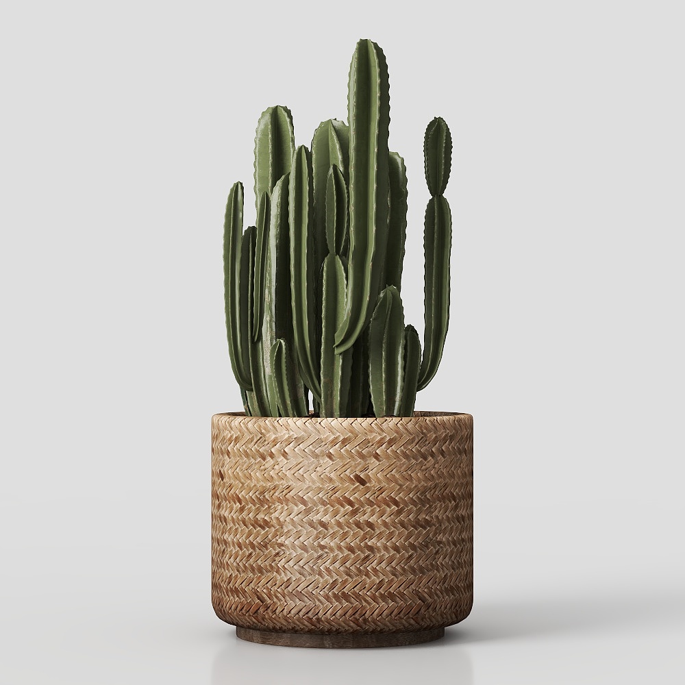 Vibrant Cactus 3D Model – Low-Poly Realistic Texture