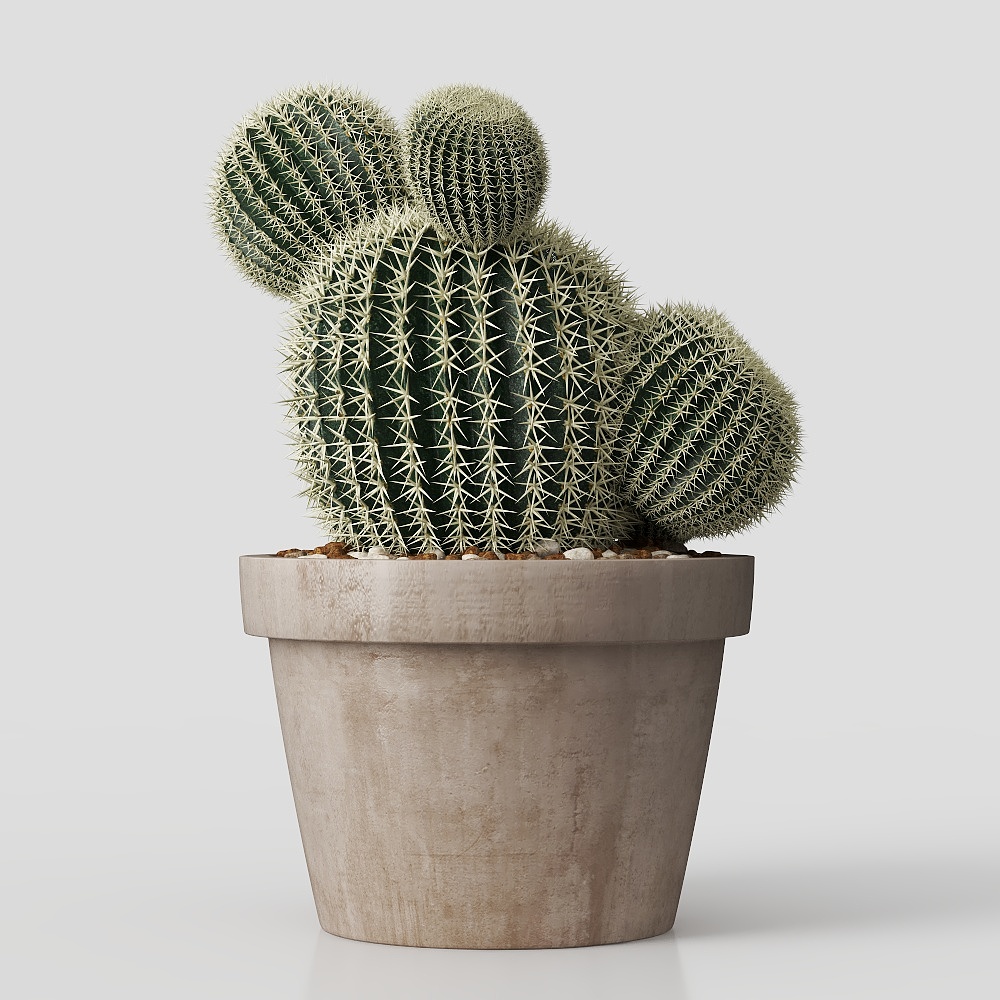 Potted prickly pear plant