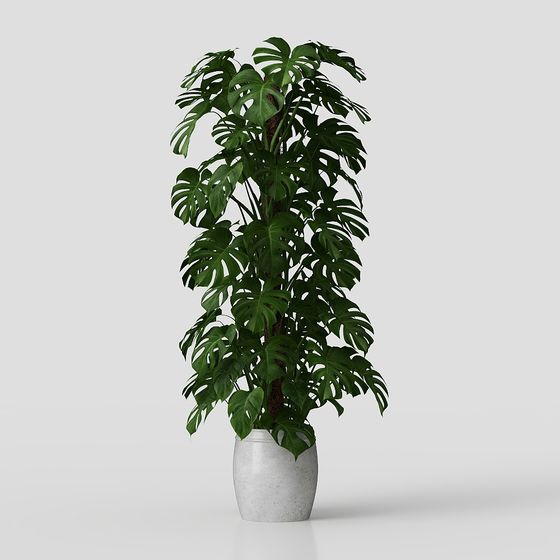 Monstera Deliciosa 3D Model for Creative Spaces