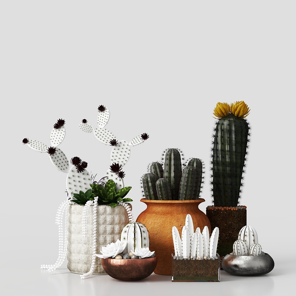 Diverse Cactus 3D Models for Creative Projects
