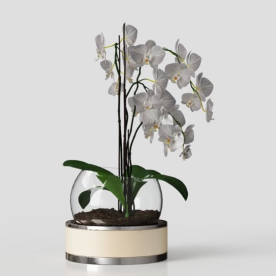 พืชในกระถางสมัยใหม่