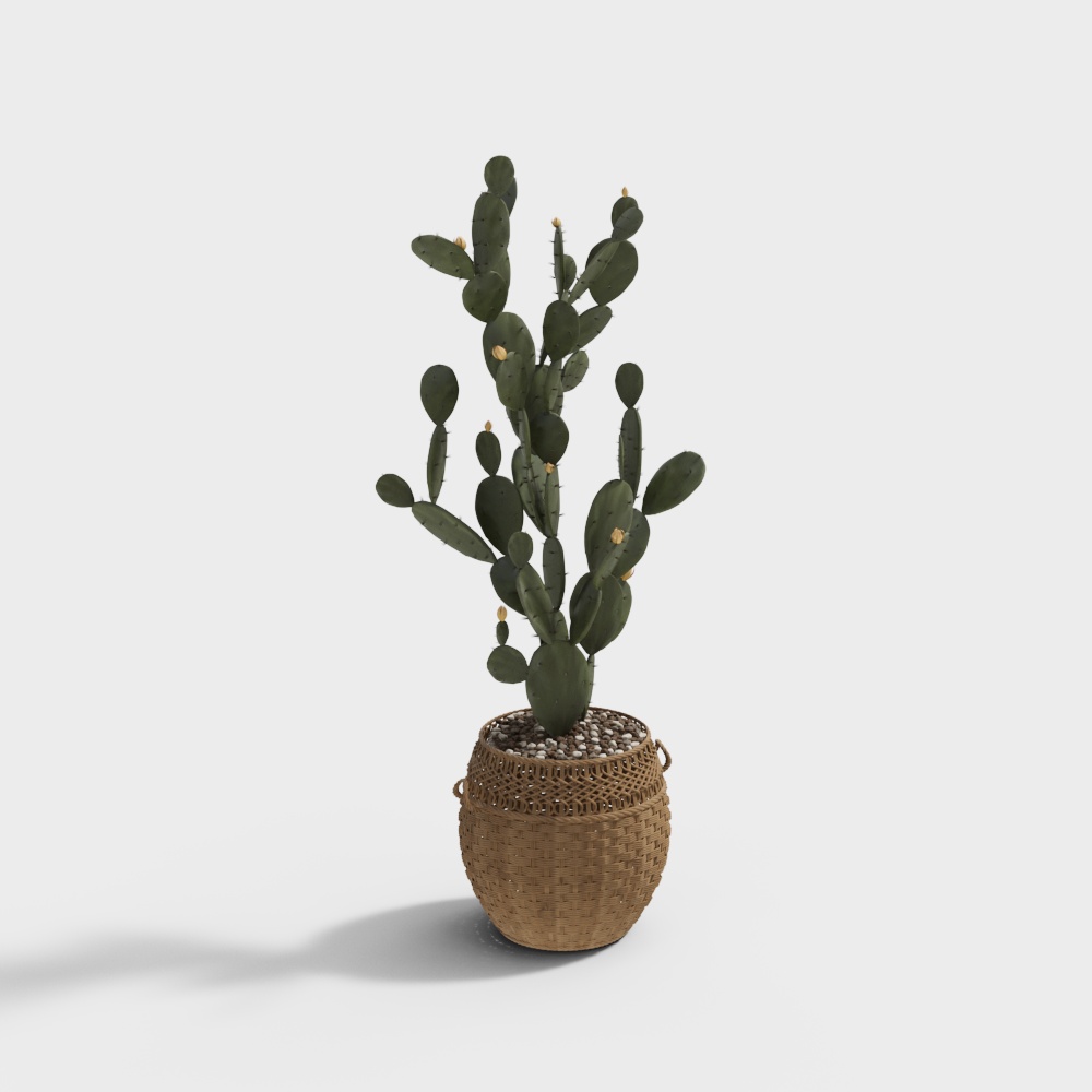 Cactus