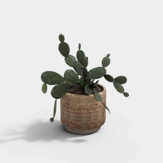 Desert Oasis Indoor Plant 3D model