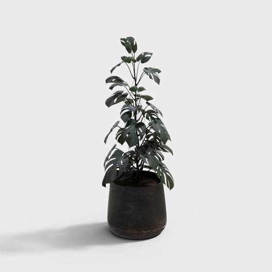 Monstera Deliciosa 3D Model for Creative Designs