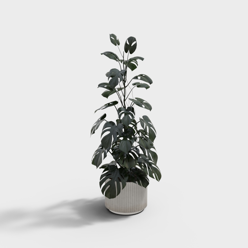 Chậu cây hiện đại