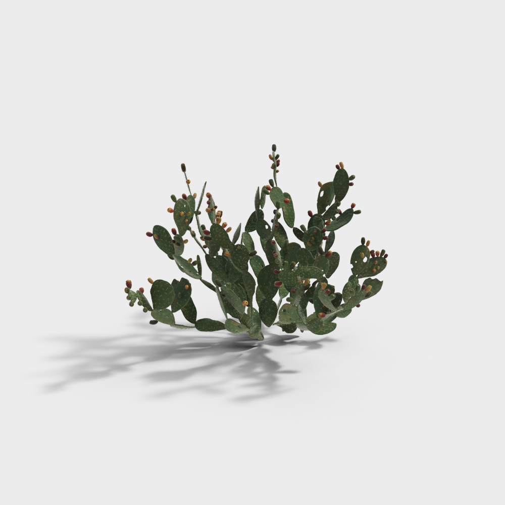 Big Green Fan Cactus