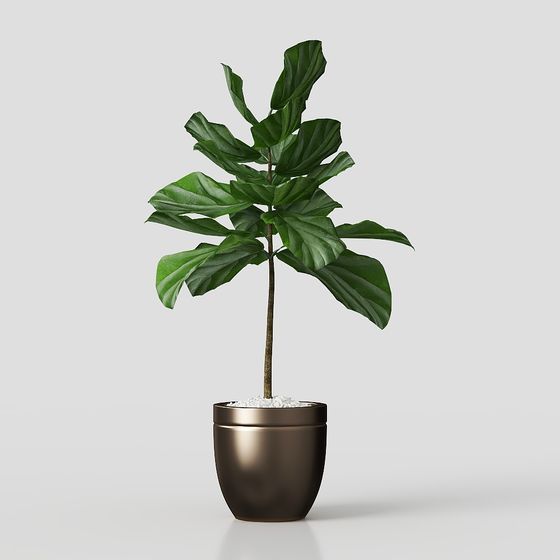 Piante Verdi di Lusso Leggero