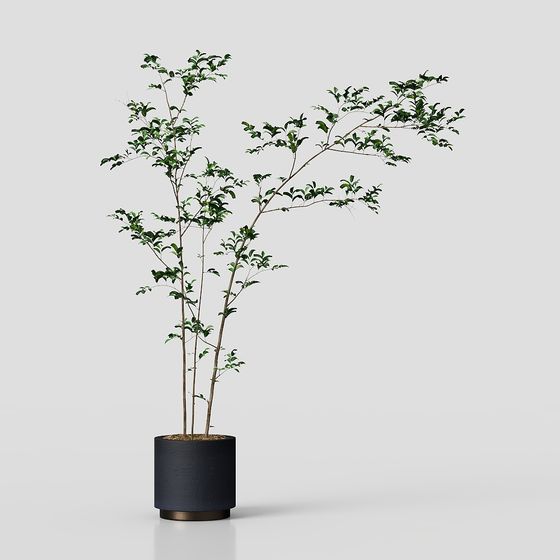 Cây xanh trong chậu