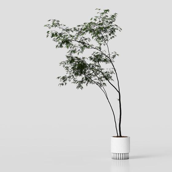 モダンな観葉植物